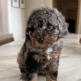 Female No. 2 Phantom Merle Abstract - Merle female Bernedoodle puppy in Modesto, California from Central Valley Canine Companions