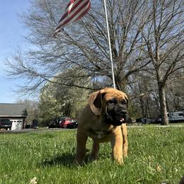 Navy blue collar male - Fawn male Boerboel puppy in Bon Aqua, Tennessee from Erickson Ranch Boerboels