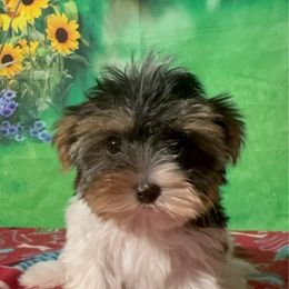 Girl 2 - Black and tan female Havanese puppy in Clermont, Florida from Country Sweet Havanese and Creative Coaching