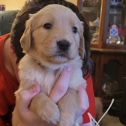 Grey collar - Golden female Golden Retriever puppy in Brush Prairie, Washington from Paradise Peaks