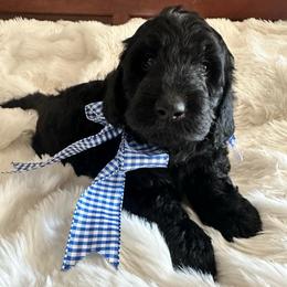 Pecan - Black male Goldendoodle puppy in Greensboro, Georgia from B’s Doodles