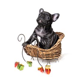French Bulldog Puppies from DonnieLovesStella French Bulldogs