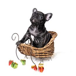 French Bulldog Puppies from DonnieLovesStella French Bulldogs