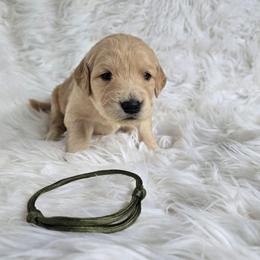 Green - Hank - Golden male Golden Retriever puppy in Puyallup, Washington from Daffodil Valley Goldens