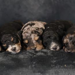 Aussiedoodle and Cavapoo Puppies from Blue Diamond Puppies