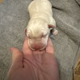Boy 5 - Yellow male Labrador Retriever puppy in Isanti, Minnesota from Four Corners Family Labs