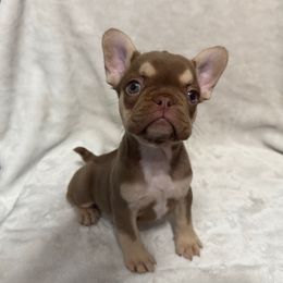 Penny - Tricolors female French Bulldog puppy in Fulton, Missouri from FamLee Frenchies