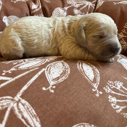 Spud (brown collar) - Cream male Goldendoodle puppy in Mint Hill, North Carolina from Freshly Minted Goldendoodles