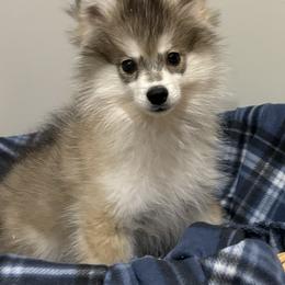 Alaskan Klee Kai and Shiba Inu Puppies from Kayobi Shibas