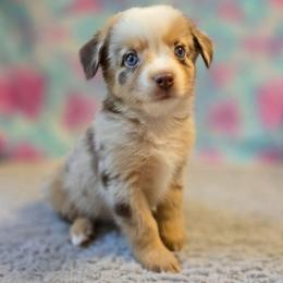 Lily - Red merle female Miniature Australian Shepherd puppy in Church Hill, Tennessee from Hippie Dog Haven