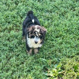 Willow - Tri-color female Bernedoodle puppy in Moulton, Iowa from Shondel Puppy Paws