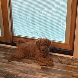 Tango - Apricot female Goldendoodle puppy in Wayland, New York from Loris Pampered Pooches💕