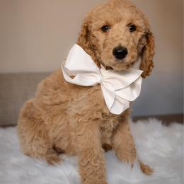 Elsa - Cream female Poodle puppy in Leonard, Texas from Laird Farms