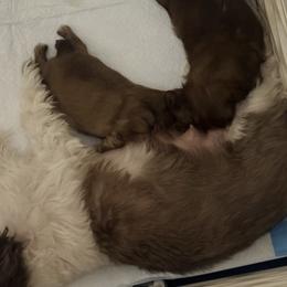 Shih Tzu Puppies from Wood Foo Breeders
