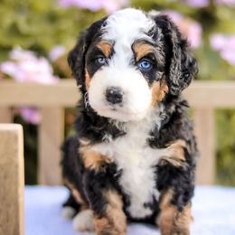 Aussiedoodle, Australian Mountain Doodle, Bernedoodle, and Labradoodle Puppies from Doodles & Co