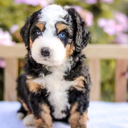 Aussiedoodle, Australian Mountain Doodle, Bernedoodle, and Labradoodle Puppies from Doodles & Co