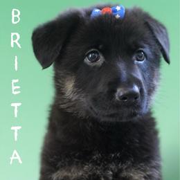 Brietta - Black and cream female German Shepherd puppy in De Land, Florida from 3B’s Animal Artistry