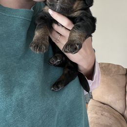 Bernedoodle and Poodle Puppies from Doggy Darlins