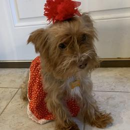 Chocolatina - Yorkshire Terrier