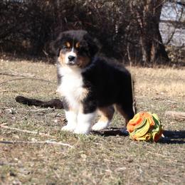 Gomez - Black tri-color male Australian Shepherd puppy in Wheatland, Wyoming from Jorvik Australian Shepherds