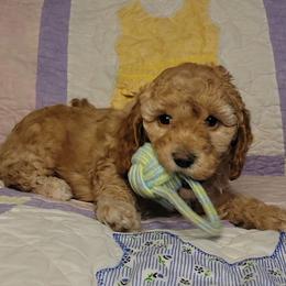 Taylor - female Cockapoo puppy in Missouri from KDK Missouri Miniature Poodles