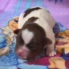 Boy 1 - Liver and white male Shorkie puppy in White Pigeon, Michigan from Kathys Yorkie and Shih-tzu Cuties