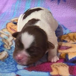 Boy 1 - Liver and white male Shorkie puppy in White Pigeon, Michigan from Kathys Yorkie and Shih-tzu Cuties