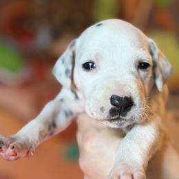 4th pick female - White and liver brown female Dalmatian puppy in Lake Mathews, California from Bully Market