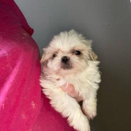 Sunny - Cream and white female Shih Tzu puppy in Double Springs, Alabama from Little Friends Kennel and southern Shih Tzus