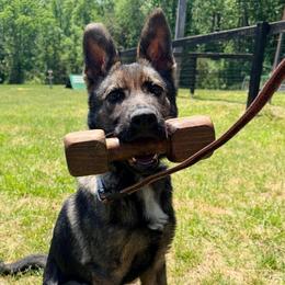 Rasta vom fullhaus - Sable male German Shepherd puppy in Johnson City, Tennessee from Vom Fullhaus German Shepherds