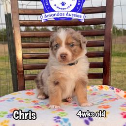 RMF Silver collar - Red merle female Australian Shepherd puppy in Greenville, Texas from Amandas Aussies