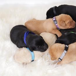 Labrador Retriever Puppies from AGL Retrievers