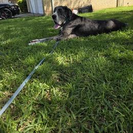 Olivia - Mantle merle female Great Dane puppy in Arlington, Texas from Scoober Danes
