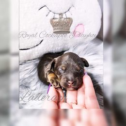 Cockapoo Puppies from Royal Cockapoo Playhouse