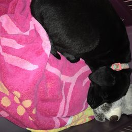 Labrador Retriever Puppies from Wild Feather Hunting Dogs