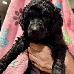 Pink girl - Silver female Poodle puppy in East Wenatchee, Washington from Stylish Standards