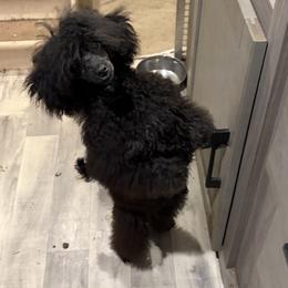 Kali - Black female Poodle puppy in Birmingham, Alabama from Stormborn