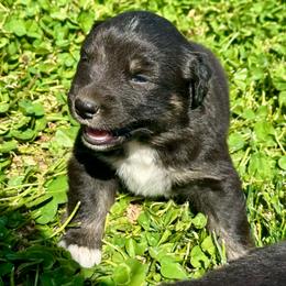 Black and White Male 2- 1600 - Black & white male Australian Shepherd puppy in Morristown, Tennessee from Lakeway Farms
