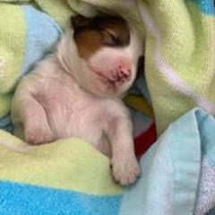 Nederlandse Kooikerhondje Puppies from Sunshine Kooikers