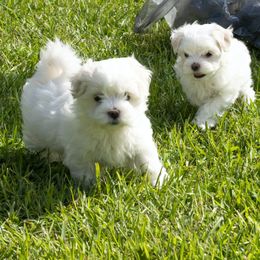 Maltese, Morkie, and Yorkshire Terrier Puppies from Cottonwood Maltese & Yorkies