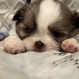 Shih Tzu Puppies from It’s a Shih Tzu world