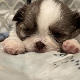 Shih Tzu Puppies from It’s a Shih Tzu world