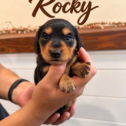 Rocky - Black and tan male Dachshund puppy in Santa Maria, California from Central Coast Danes and Dachshunds