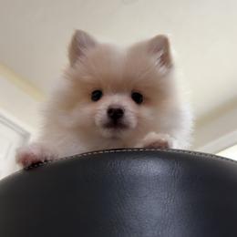Saye - Cream parti male Pomeranian puppy in University City, Missouri from Textilepoms