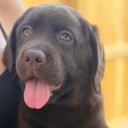 Rosie - Chocolate female Labrador Retriever puppy in Archer Lodge, North Carolina from Archer Lodge Labradors