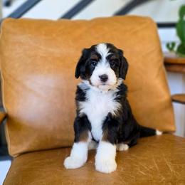 Kale - Tri-color male Bernedoodle puppy in Moses Lake, Washington from Macy Meadows Doodles