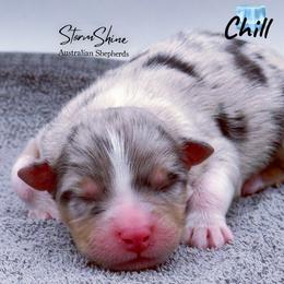 Chill - Blue merle female Australian Shepherd puppy in Greeneville, Tennessee from Storm Shine Australian Shepherds
