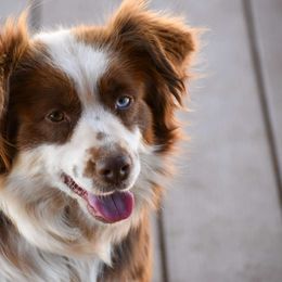 Amity - Miniature Australian Shepherd