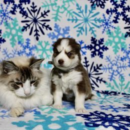 Enzo (M4) - Red and white male Siberian Husky puppy in Lunenburg, Vermont from SNOW WOOLY HUSKY