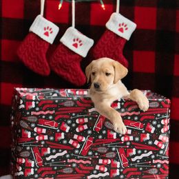 Labrador Retriever Puppies from Sun Ridge Labradors